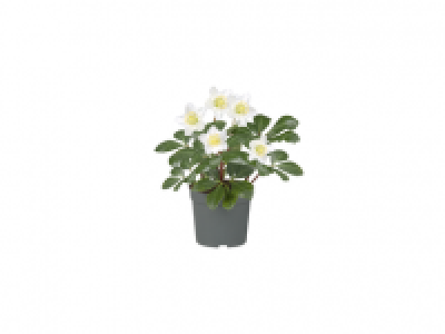 Lidl  Christmas Rose (Helleborus Niger)