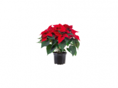 Poinsettia