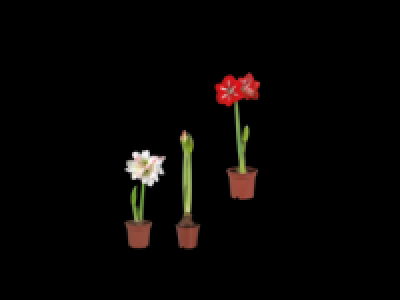 Potted Amaryllis