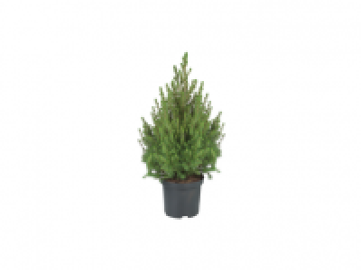 Potted Christmas Tree 12.99 €