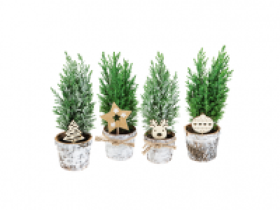 Conifer in Bark Pot