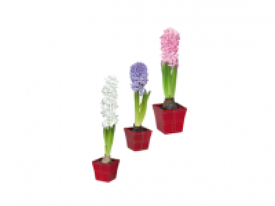 Hyacinth in Square Ceramic Pot