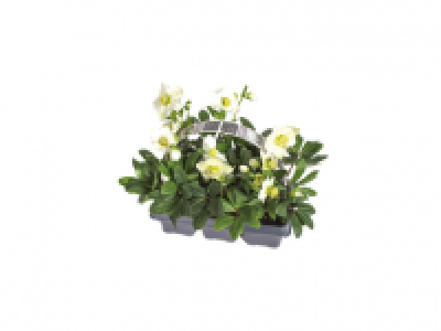 Lidl  Christmas Rose (Hellborus Niger)