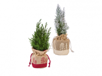 Lidl  Mini Christmas Tree in Gift Bag