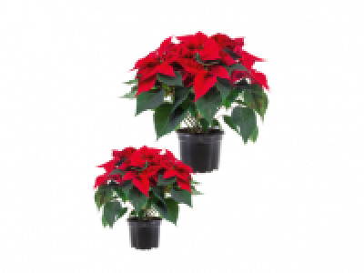 Lidl  Medium/Large Poinsettia