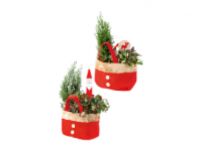 Christmas Plant Arrangement