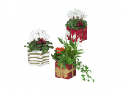 Festive Plant
