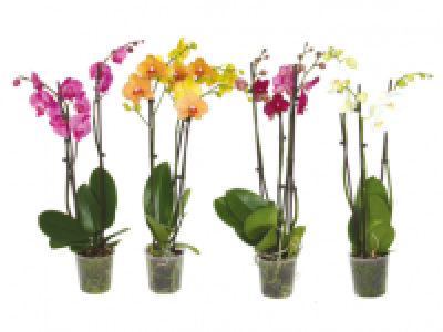 Phalaenopsis with 3 Stems