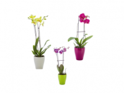Christmas Orchid in Ceramic Pot