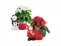 Lidl  Christmas Plant in Gift Pot