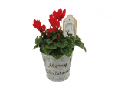 Lidl  Red Cyclamen in Silver Pot