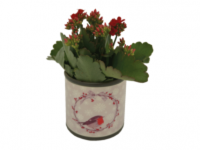 Kalanchoe in Ceramic Pot
