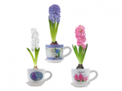 Hyacinth in Cup