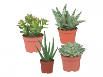 Assorted Succulents 3.99 €