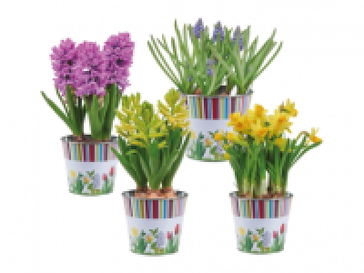 Spring Bulbs in Zinc Pot