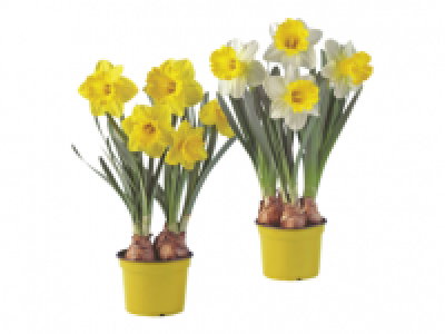 XXL Daffodils