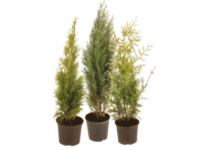 Assorted Conifers