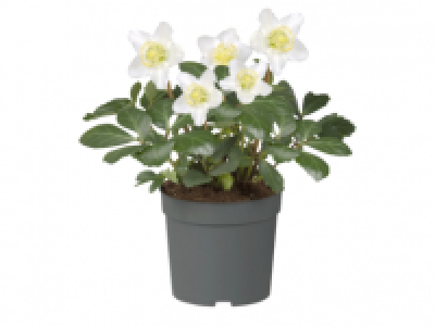 Helleborus Orientalis
