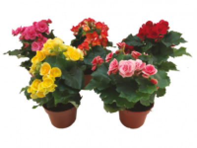 Begonia Elatior Half Volcano