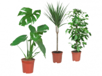 Assorted House Plants