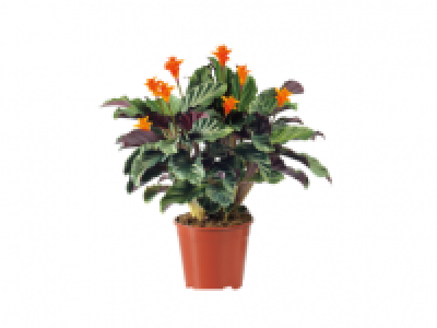 Lidl  Calathea