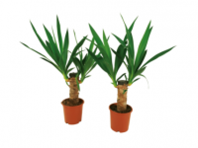 Yucca Stem