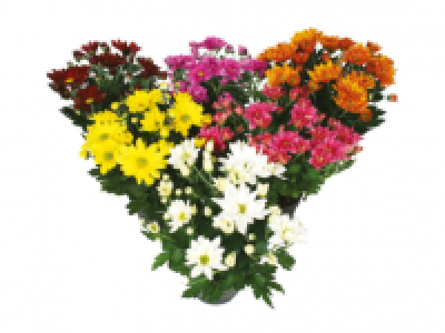 Indoor Chrysanthemums