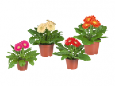 Indoor Gerbera