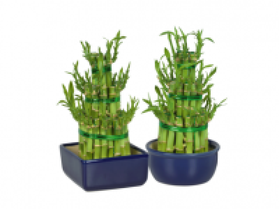 Lucky Bamboo in Ceramic Pots