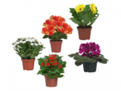 Plants in Decorative Sleeve