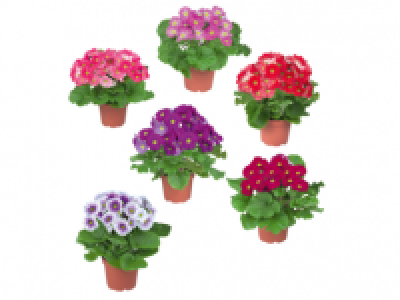 Lidl  Primula Obconic