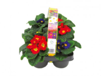 Lidl  6 Pack Primroses