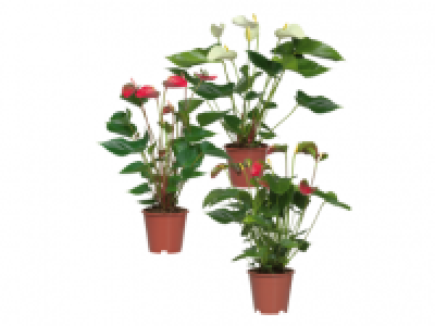 Anthurium 5.99 €