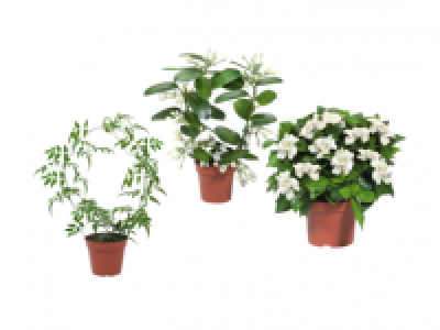 Stephanotis/Jasmine/ Gardenia
