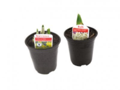 Potted Spring Bulbs