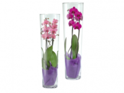 Phalaenopsis in Vase
