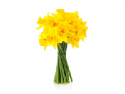 Daffodils