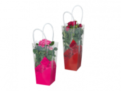Valentines Rose in Presentation Bag