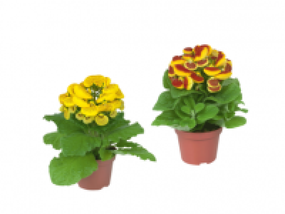 House Plant
