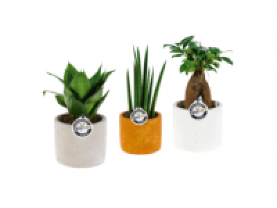 Easy Care Plants in Ceramic Pot