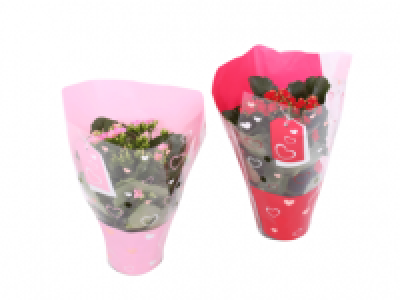 Kalanchoe in Heart Sleeve