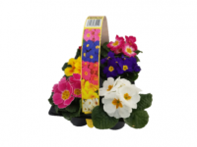 Primroses