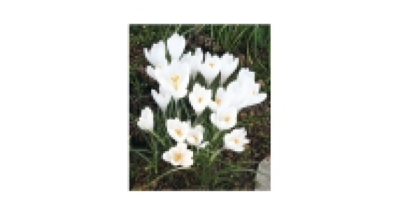 The Green Garden Specialist Bulbs