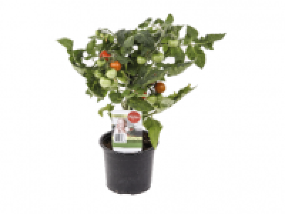 Tomato Plant 3.49 €