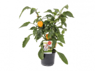 Ornamental Pepper