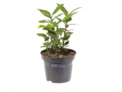 Laurel