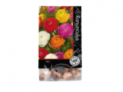 Flower Bulbs