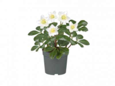 Lenten Rose (Helleborus Orientalis)