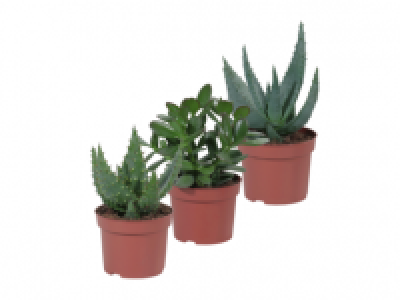 Lidl  Succulents