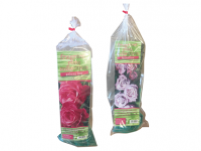 Lidl  Bare Root Fragrant Rose Bushes